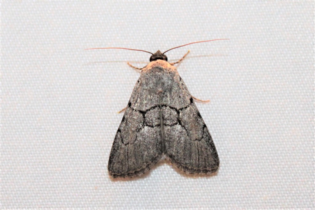 Sympistis figurata