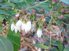 Vaccinium virgatum