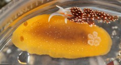 Doriopsilla albopunctata