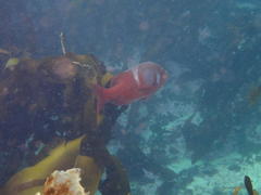 Chrysoblephus laticeps