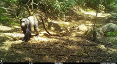 Cercopithecus mitis manyaraensis