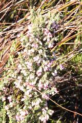 Erica placentiflora