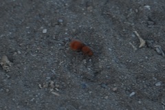 Sphaeropthalma unicolor