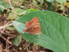 Abisara bifasciata