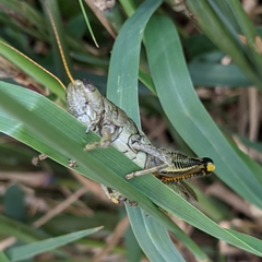 Melanoplus differentialis