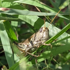 Melanoplus differentialis
