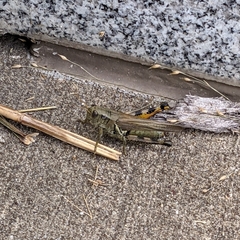 Melanoplus differentialis