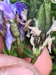 Oxytropis scammaniana
