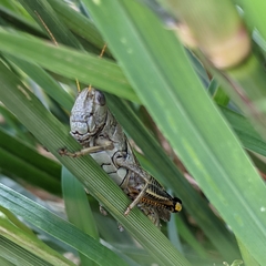Melanoplus differentialis