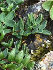 Oxytropis scammaniana