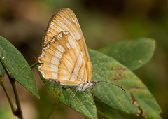 Mestra