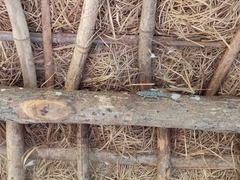 Hemidactylus leschenaultii