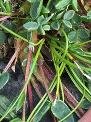 Oxytropis scammaniana