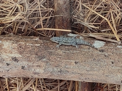 Hemidactylus leschenaultii
