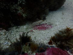 Caffrogobius nudiceps