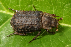Trox scaber