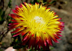 Drosanthemum bicolor