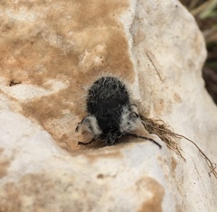 Lycia florentina