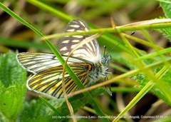 Tatochila xanthodice