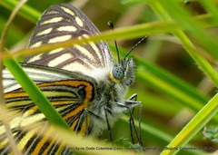 Tatochila xanthodice