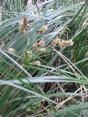 Cyperus thunbergii