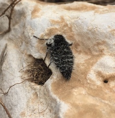 Lycia florentina