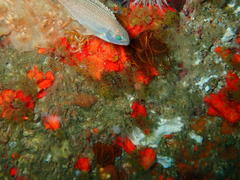 Chirodactylus grandis