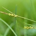 Carex vaginata - Photo (c) Tyler Smith, μερικά δικαιώματα διατηρούνται (CC BY-NC)