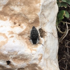 Lycia florentina