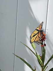 Danaus plexippus