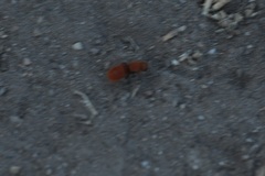 Sphaeropthalma unicolor