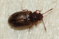 Derodontus esotericus