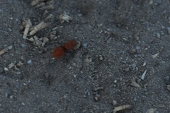 Sphaeropthalma unicolor