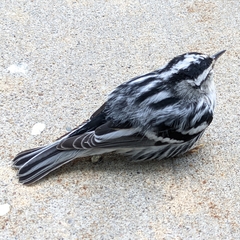 Mniotilta varia