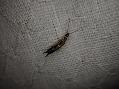 Euborellia cincticollis