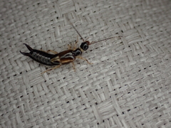 Euborellia cincticollis