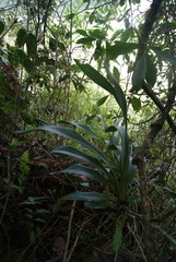 Cyrtochilum divaricatum