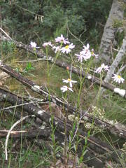 Senecio glastifolius