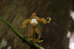 Cyrtochilum divaricatum