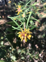 Pultenaea rosmarinifolia