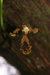 Cyrtochilum divaricatum