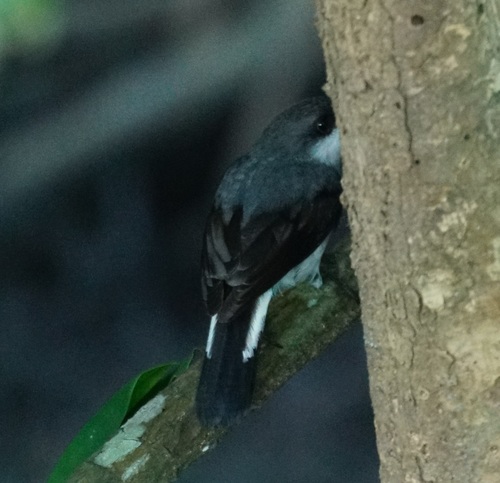 Mangrove Robin (Melanodryas pulverulenta), photo 6
