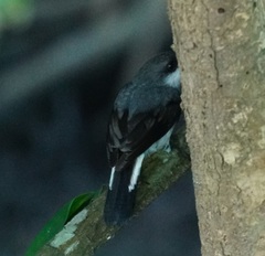 Eopsaltria pulverulenta