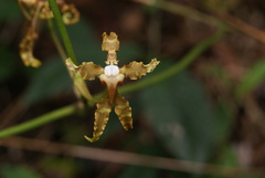 Cyrtochilum divaricatum