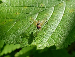 Cholomyia inaequipes