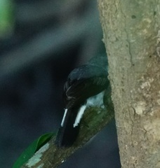 Eopsaltria pulverulenta