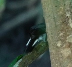 Eopsaltria pulverulenta