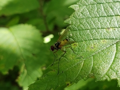 Cholomyia inaequipes