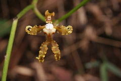 Cyrtochilum divaricatum