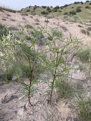 Dicranocarpus parviflorus